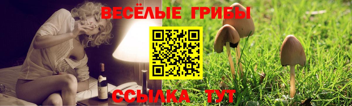 Галлюциногенные грибы Psilocybe Сургут